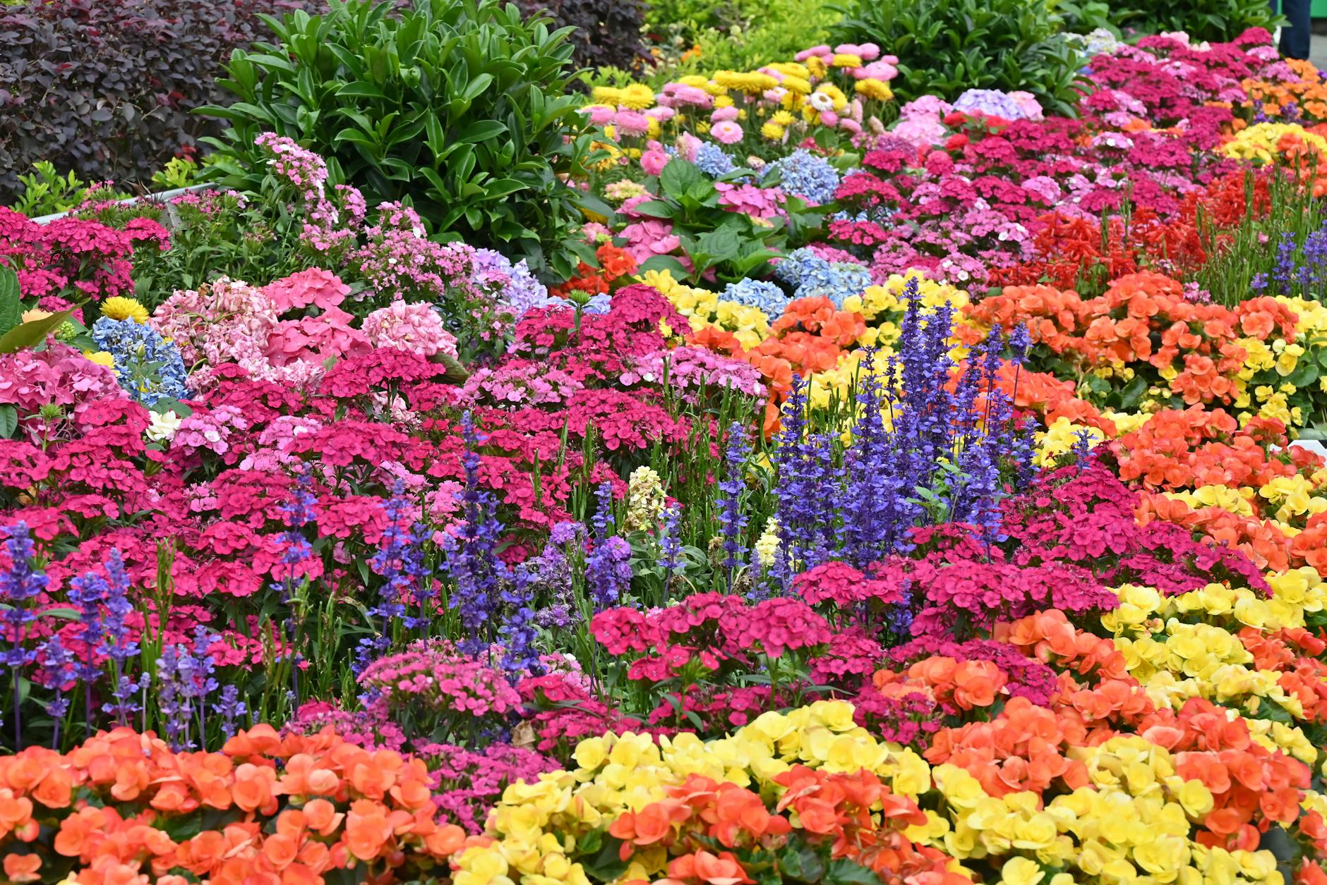 Kolorowa rabata bylinowa w ogrodzie w słoneczny dzień