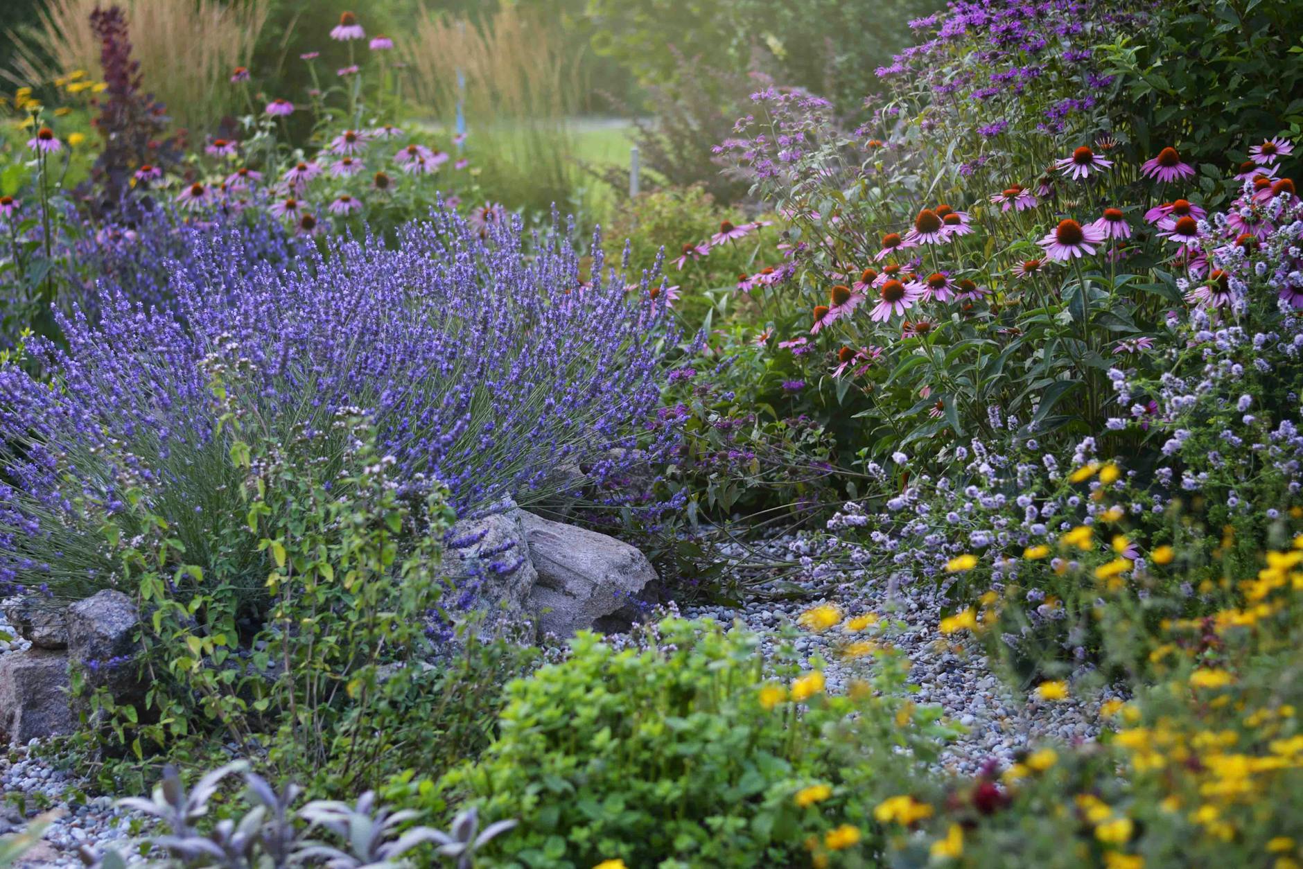 Letnia rabata z lawendą, jeżówkami i kolorowymi bylinami