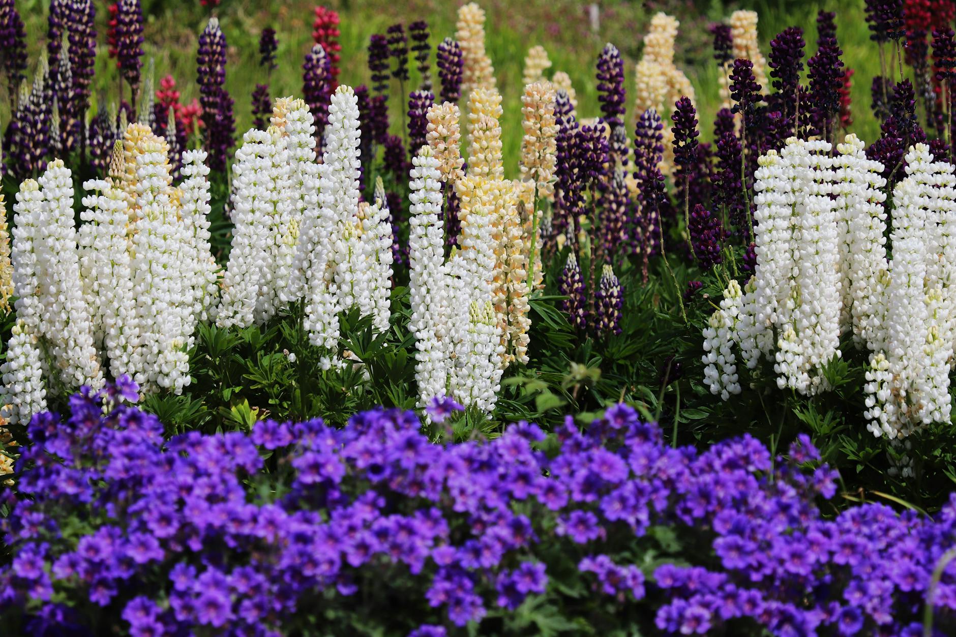 Wysokie łubiny i fioletowe byliny kwitnące w gęstej, zielonej rabacie